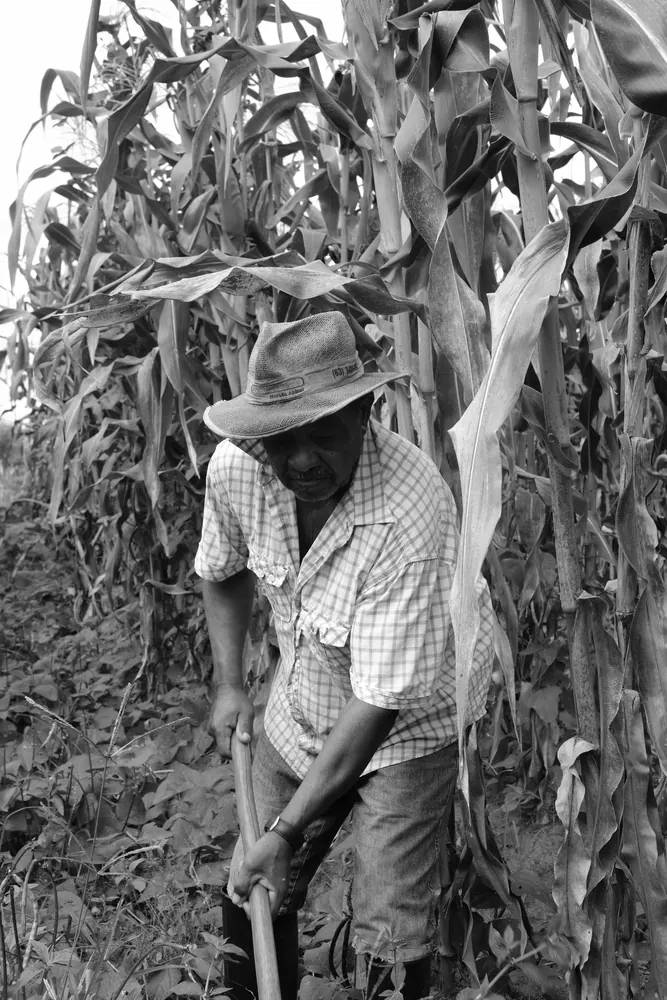 Agricultor capinando entre os pés de milho.