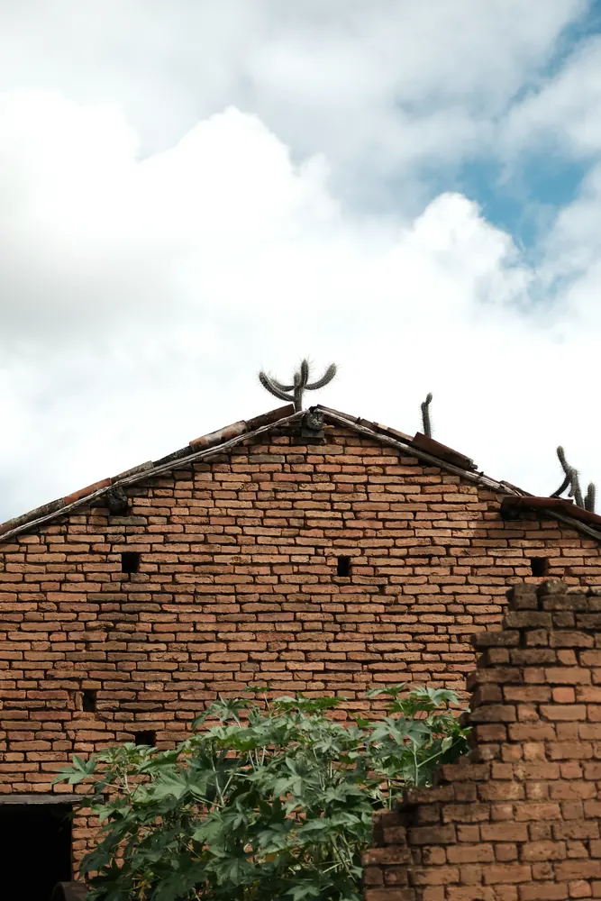 Parede de tijolos antigos com planta crescendo.