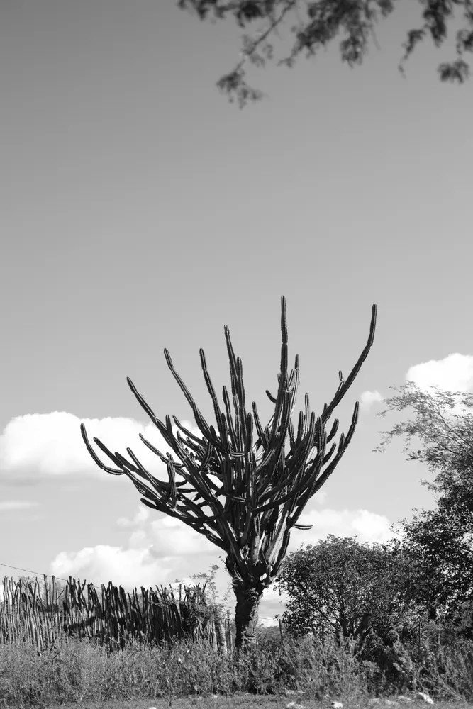 Mandacaru contra o céu, em preto e branco.